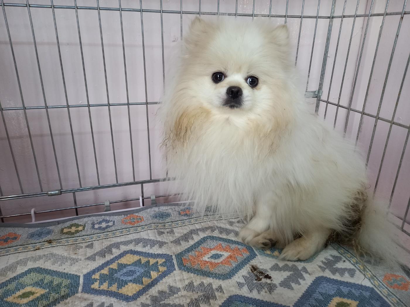 동물보호관리협회_426329202300056