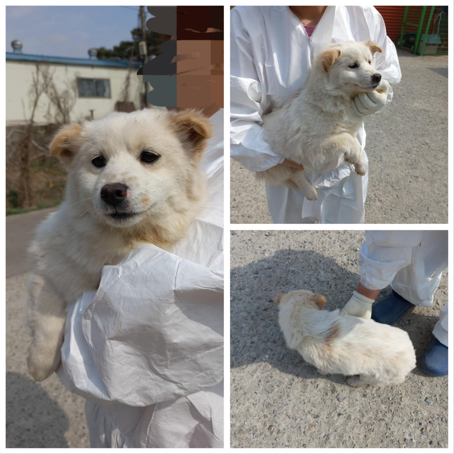 당진시동물보호소_444568202300138