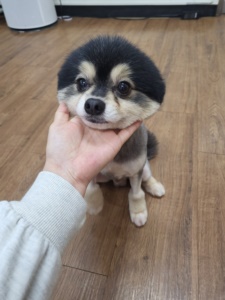 제주 동물보호센터_450650202300967