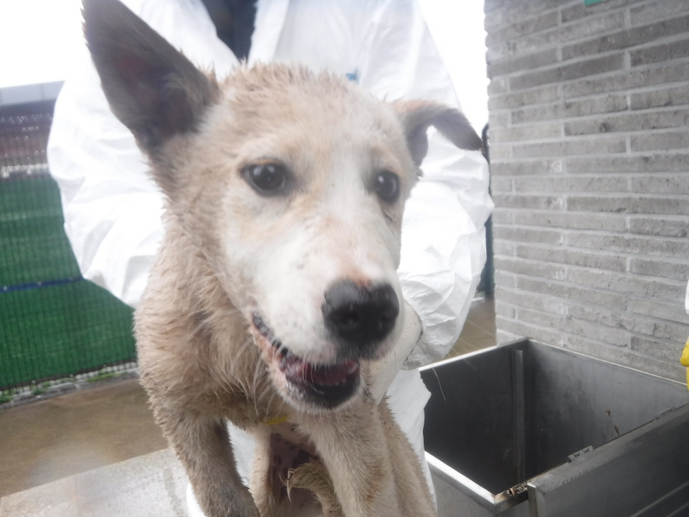 제주 동물보호센터_450650202300957