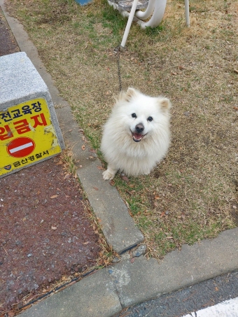 충남 금산 충남에서  사모예드 발견 보호