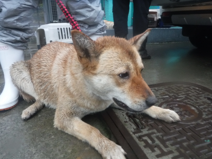 제주 동물보호센터_450650202300953