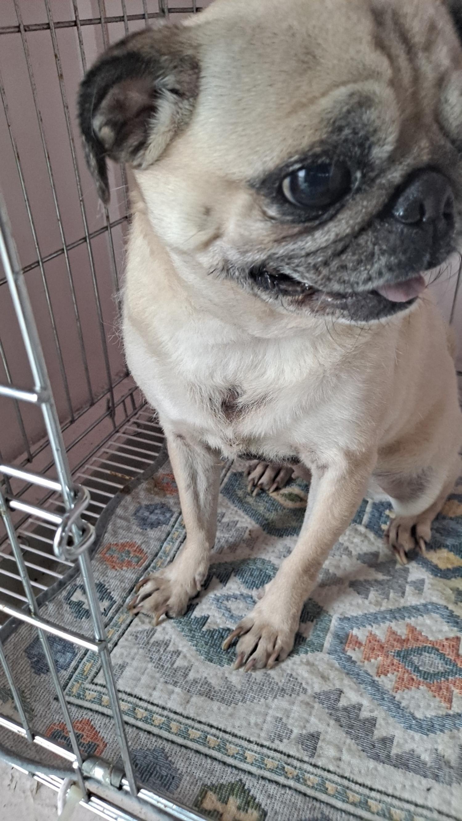 유기동물및관리협회_448535202300218