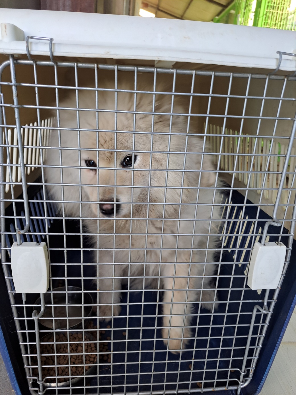 울산유기동물보호센터_431373202300235