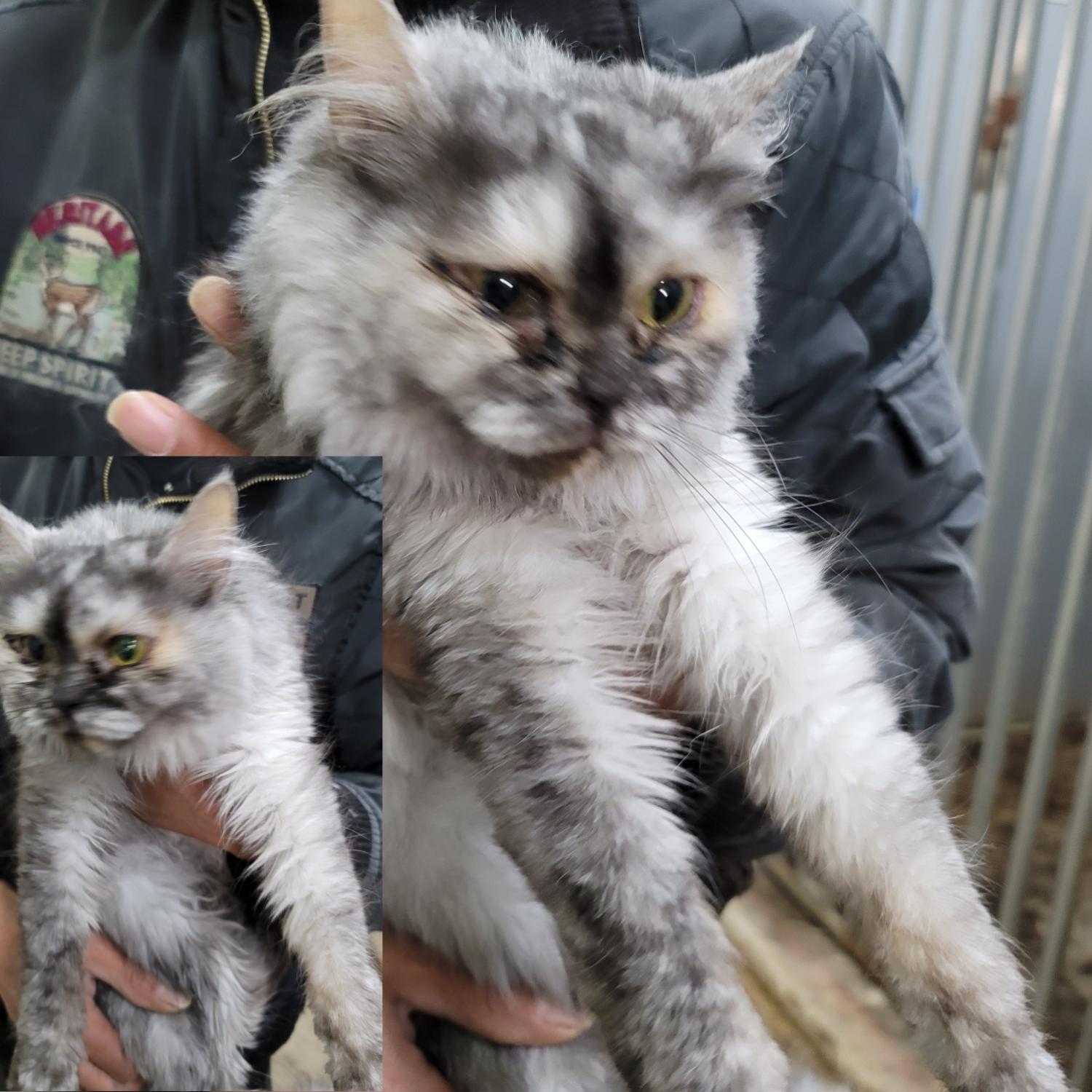 평택시유기동물보호소_441391202300652