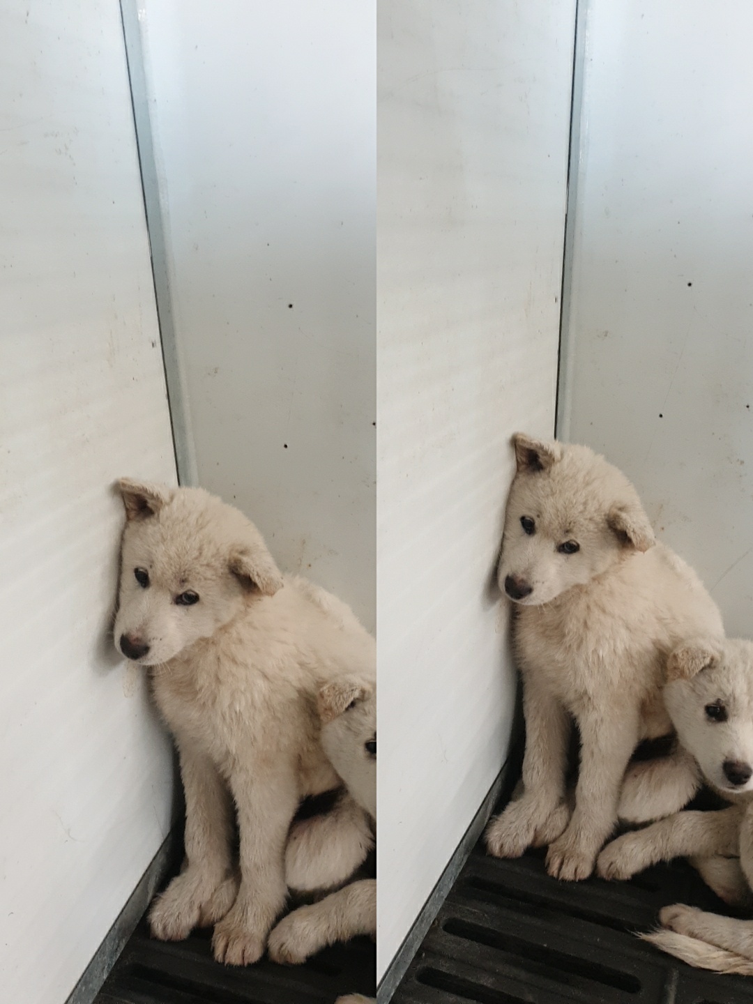 남양동물보호센터_441553202300656