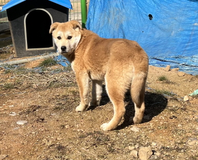 청양보호소_444459202300020