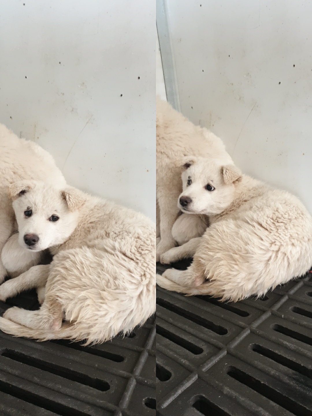 남양동물보호센터_441553202300655