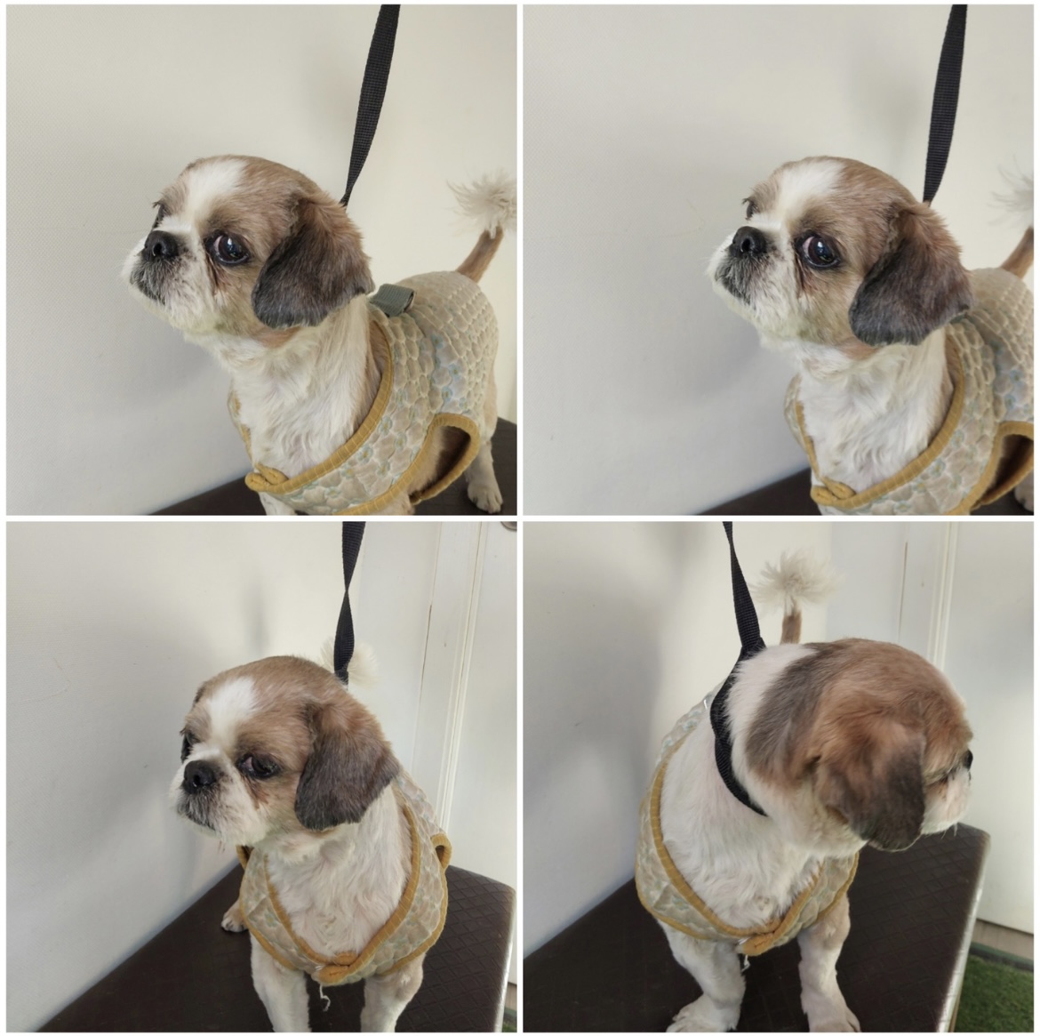 천안시유기동물보호소_444449202300467