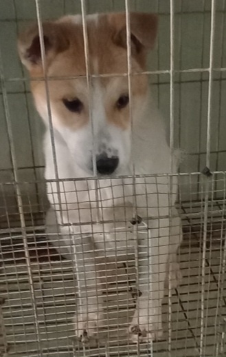 평택시유기동물보호소_441391202300655