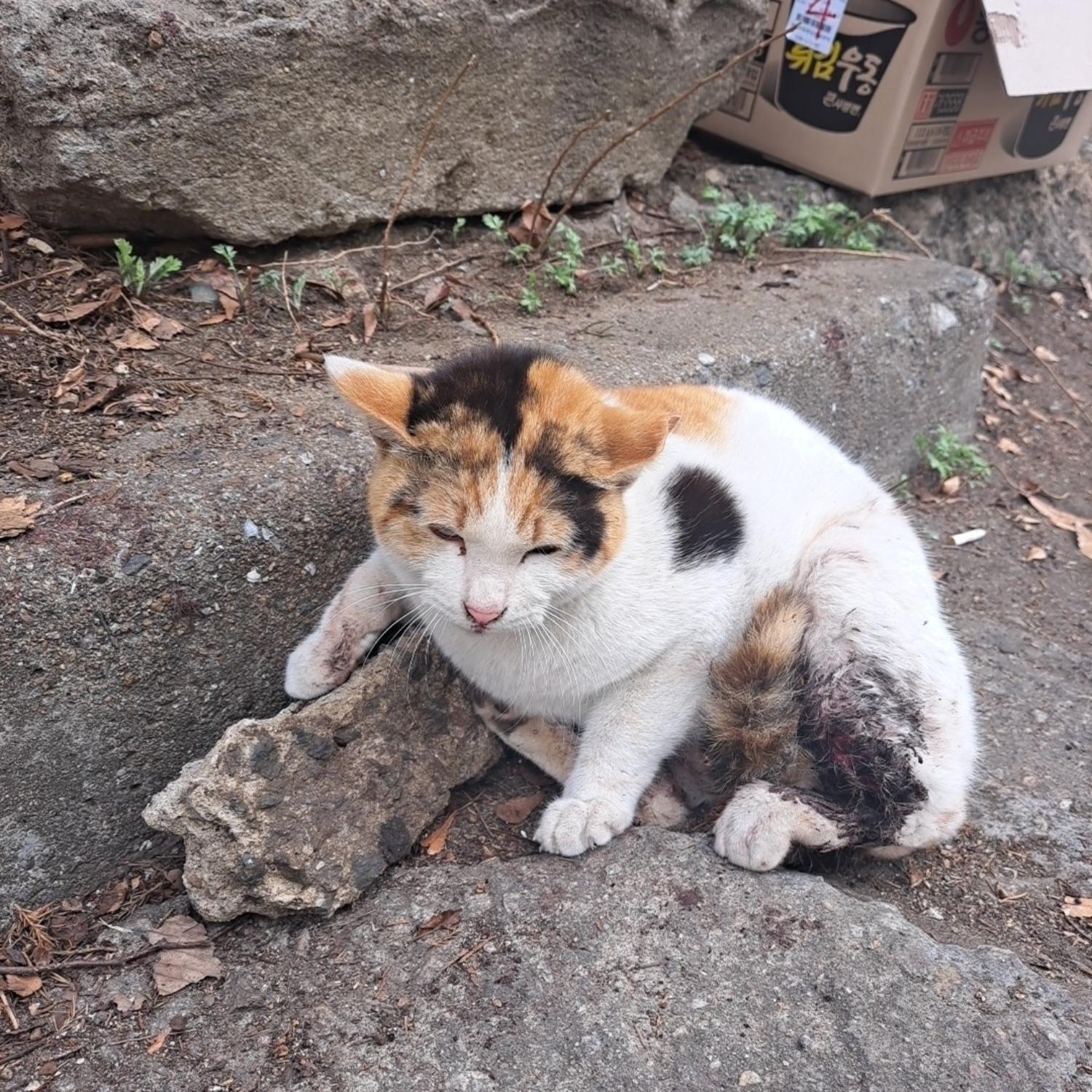 수원시 동물보호센터_441374202300205