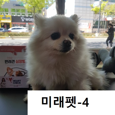 미래펫동물병원_431370202300126