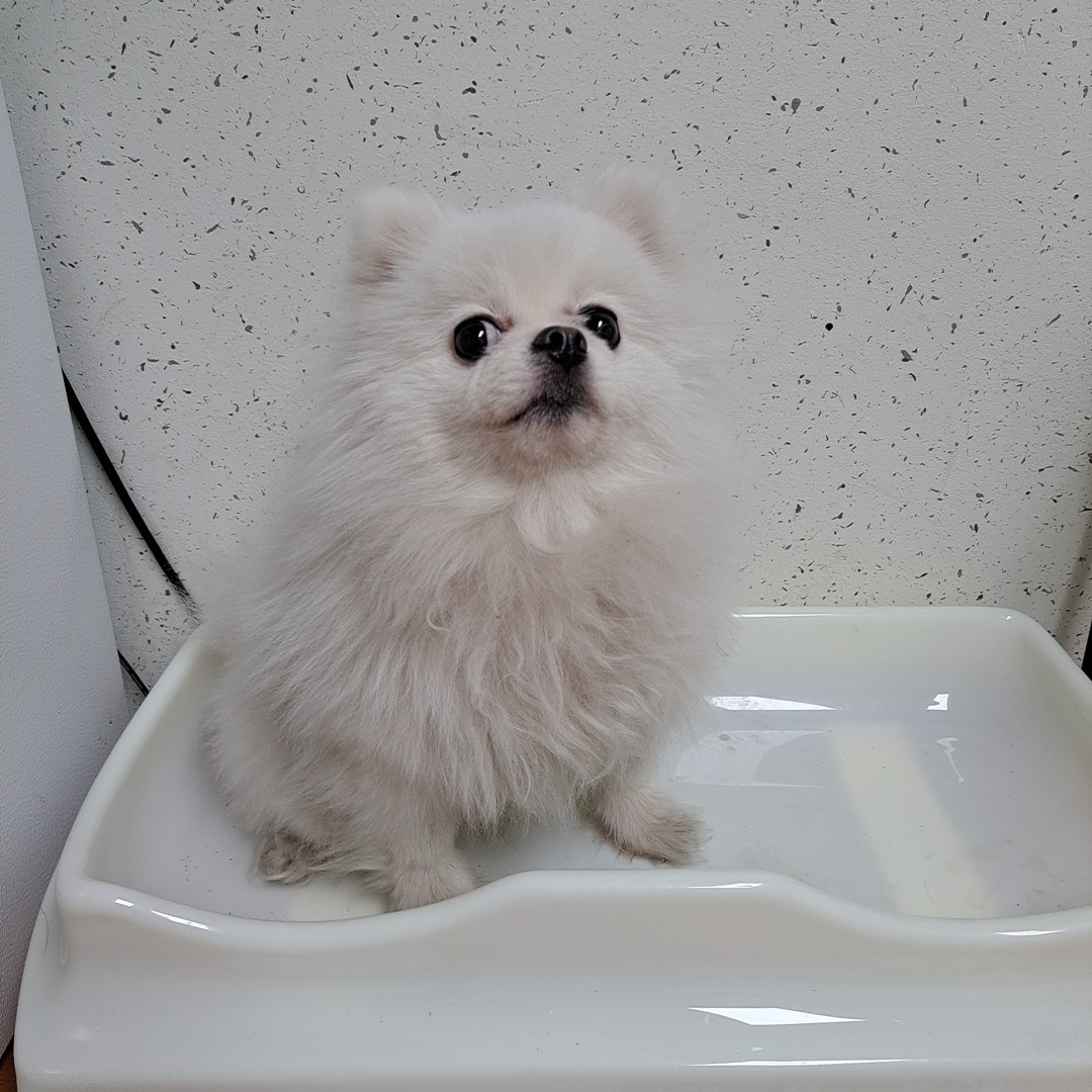 종료(반환) 포메라…