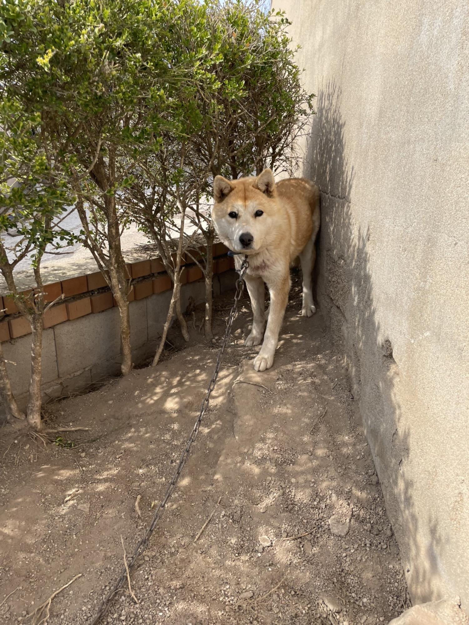 더나은동물병원보호소_445478202300075