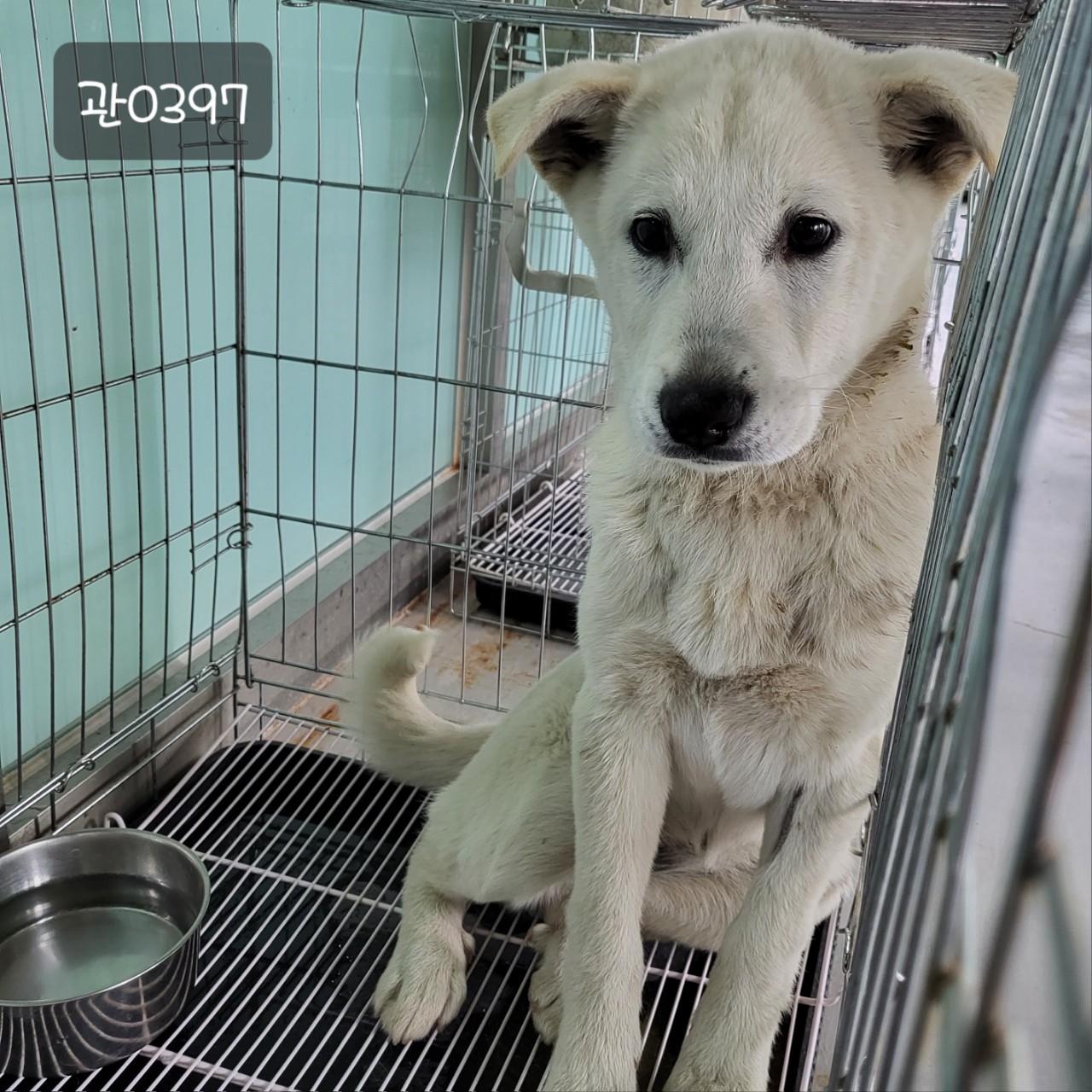 고양시동물보호센터_441394202300397