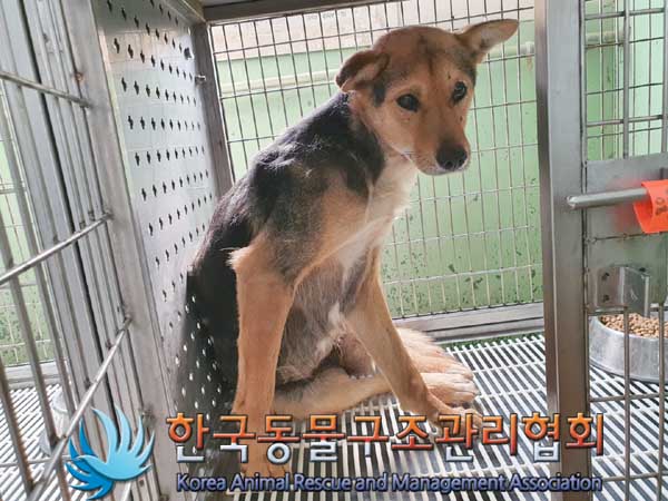 한국동물구조관리협회_441414202300153