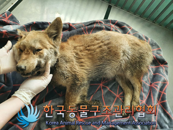 한국동물구조관리협회_441414202300158