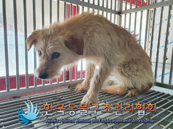 한국동물구조관리협회_441414202300155