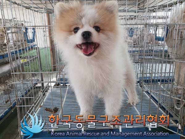 한국동물구조관리협회_441409202300321