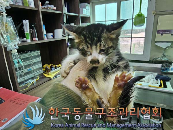한국동물구조관리협회_411323202300094