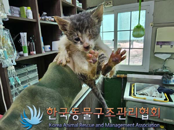 한국동물구조관리협회_411323202300093