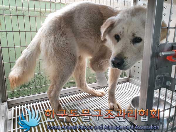 한국동물구조관리협회_441414202300156