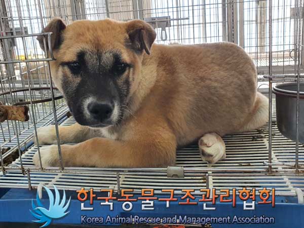 한국동물구조관리협회_441560202300278