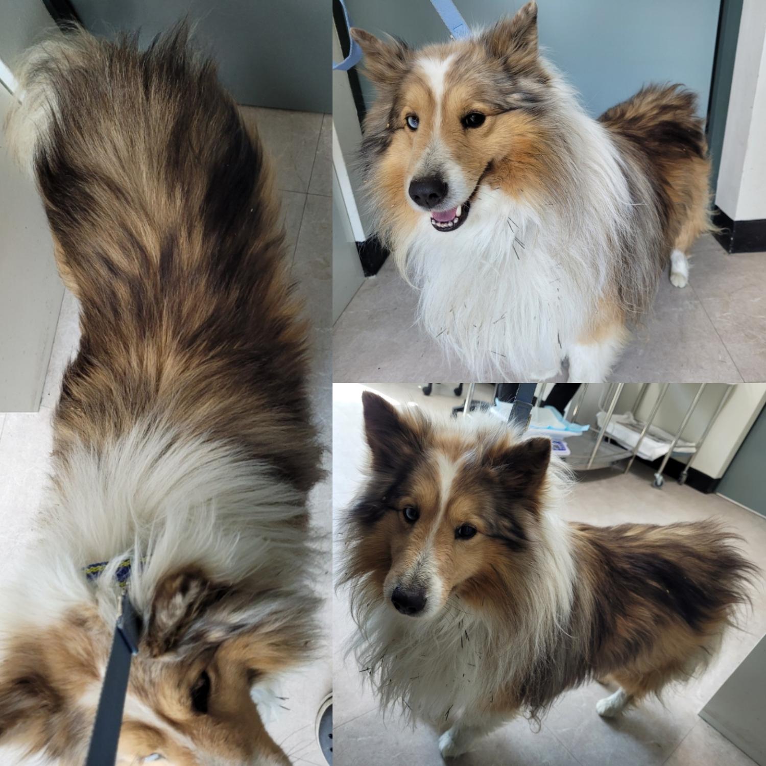 논산시 동물보호센터_444454202300111