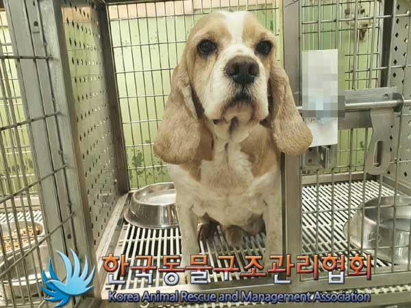 한국동물구조관리협회_411311202300149