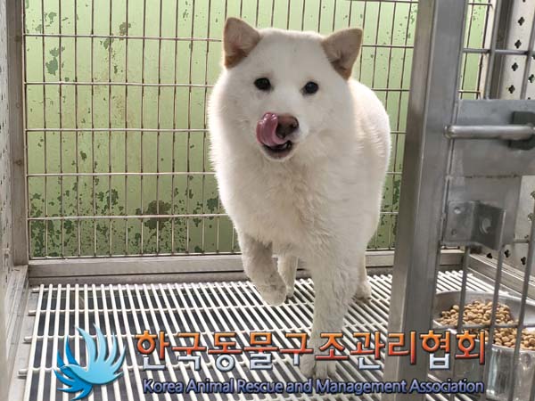 한국동물구조관리협회_411309202300106