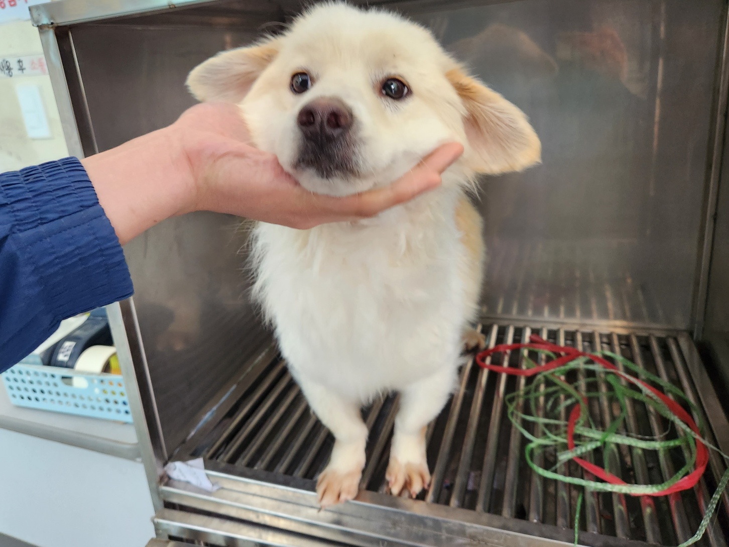 광주 동물보호소_429359202300058