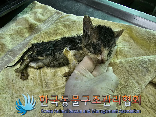 한국동물구조관리협회_411323202300097