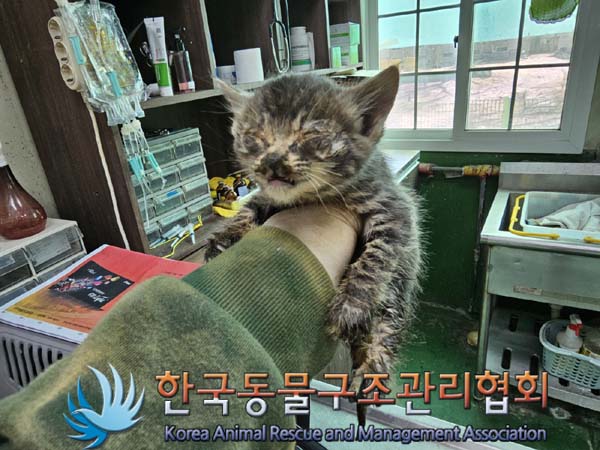 한국동물구조관리협회_411323202300096