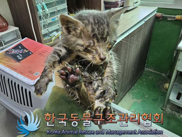 한국동물구조관리협회_411323202300095