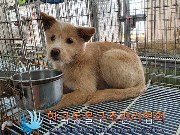 한국동물구조관리협회_441560202300280