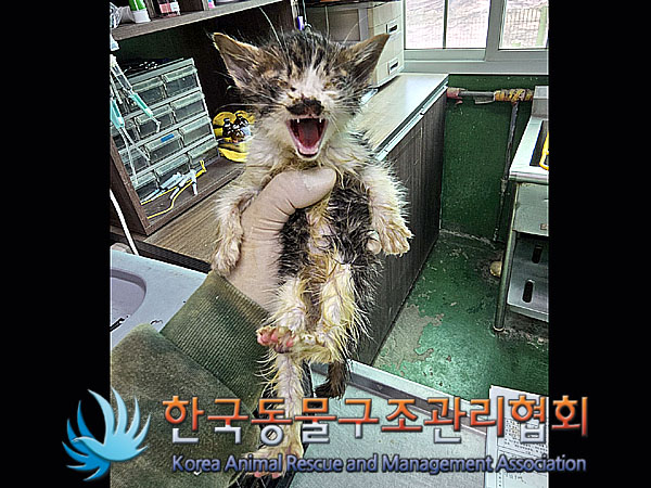 한국동물구조관리협회_411323202300098