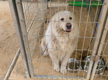 시흥동물누리보호센터_441401202300352