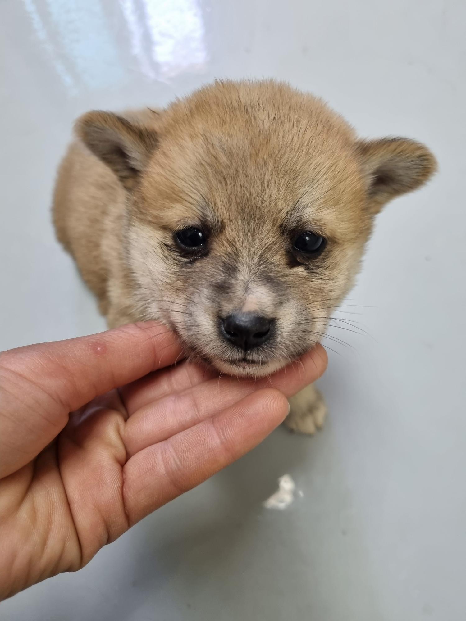 아산동물복지지원센터_444452202300347