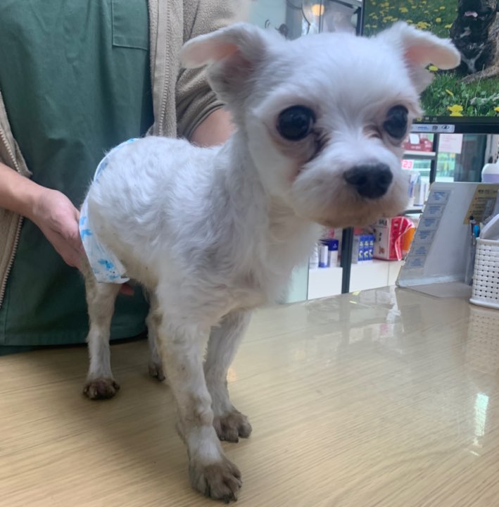 cj동물병원_441386202300158