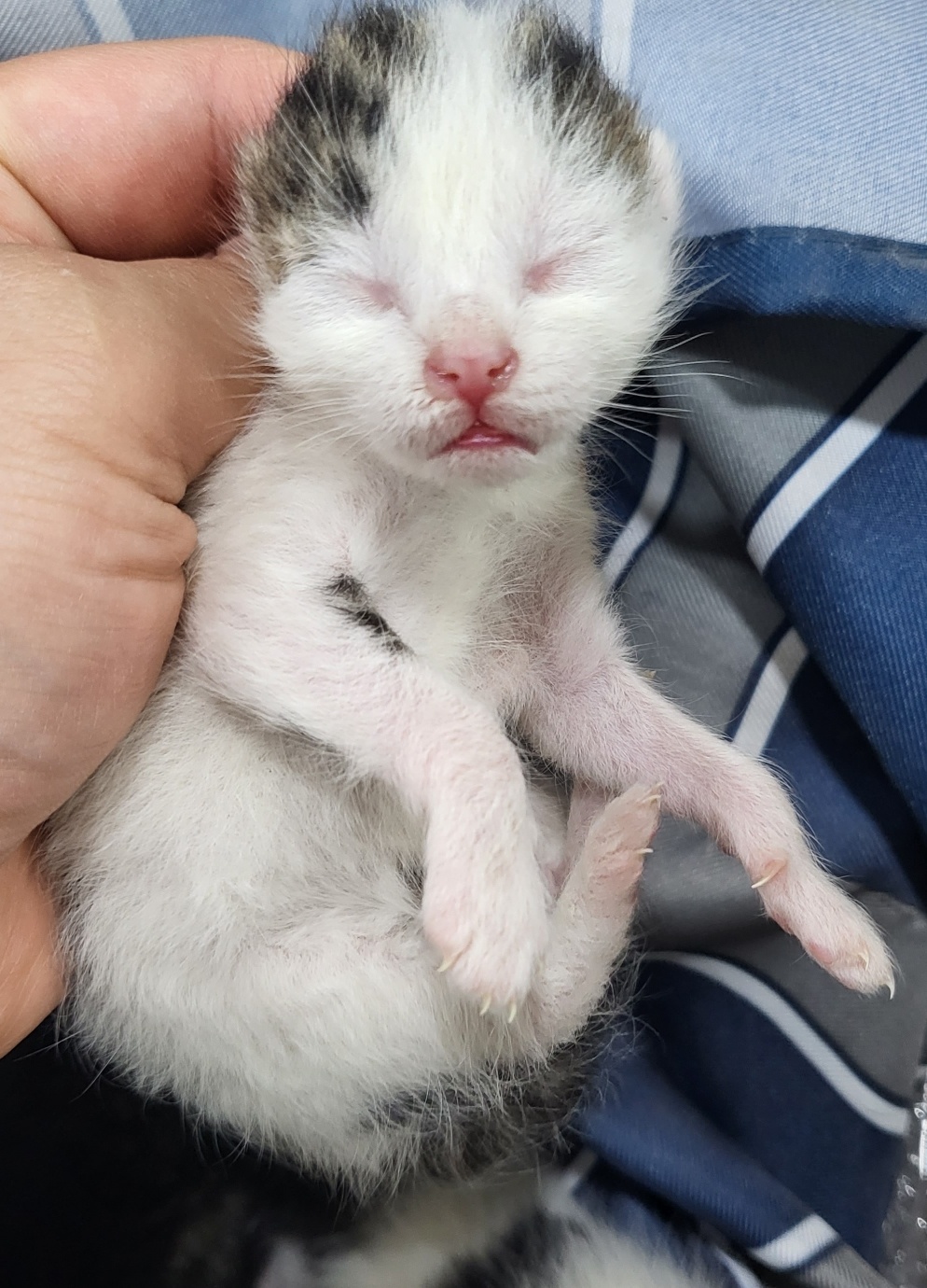 신세계동물병원_427346202300204