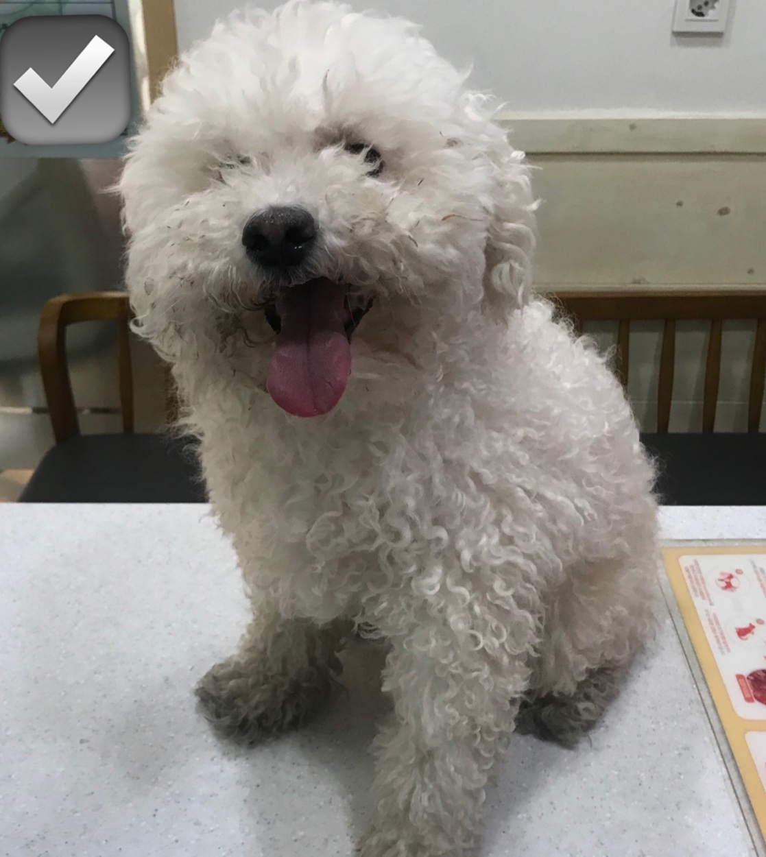 가나동물병원_441386202300157