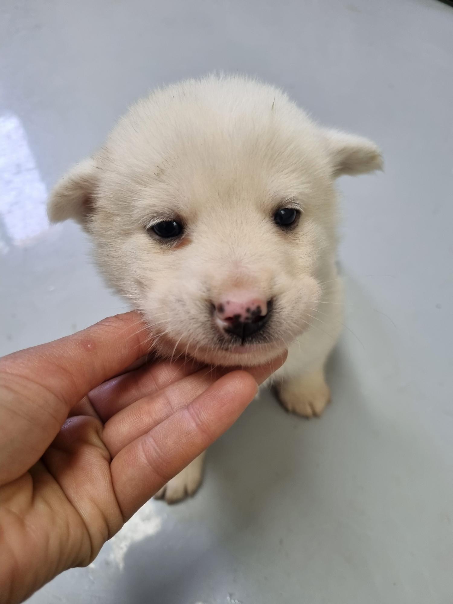 아산동물복지지원센터_444452202300348