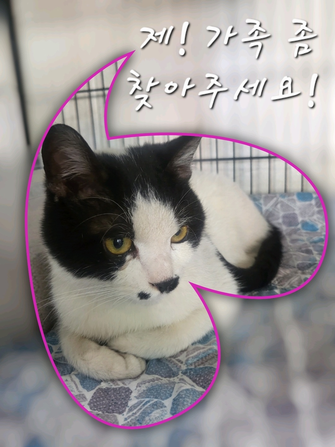 군산유기동물보호센터_445467202300355