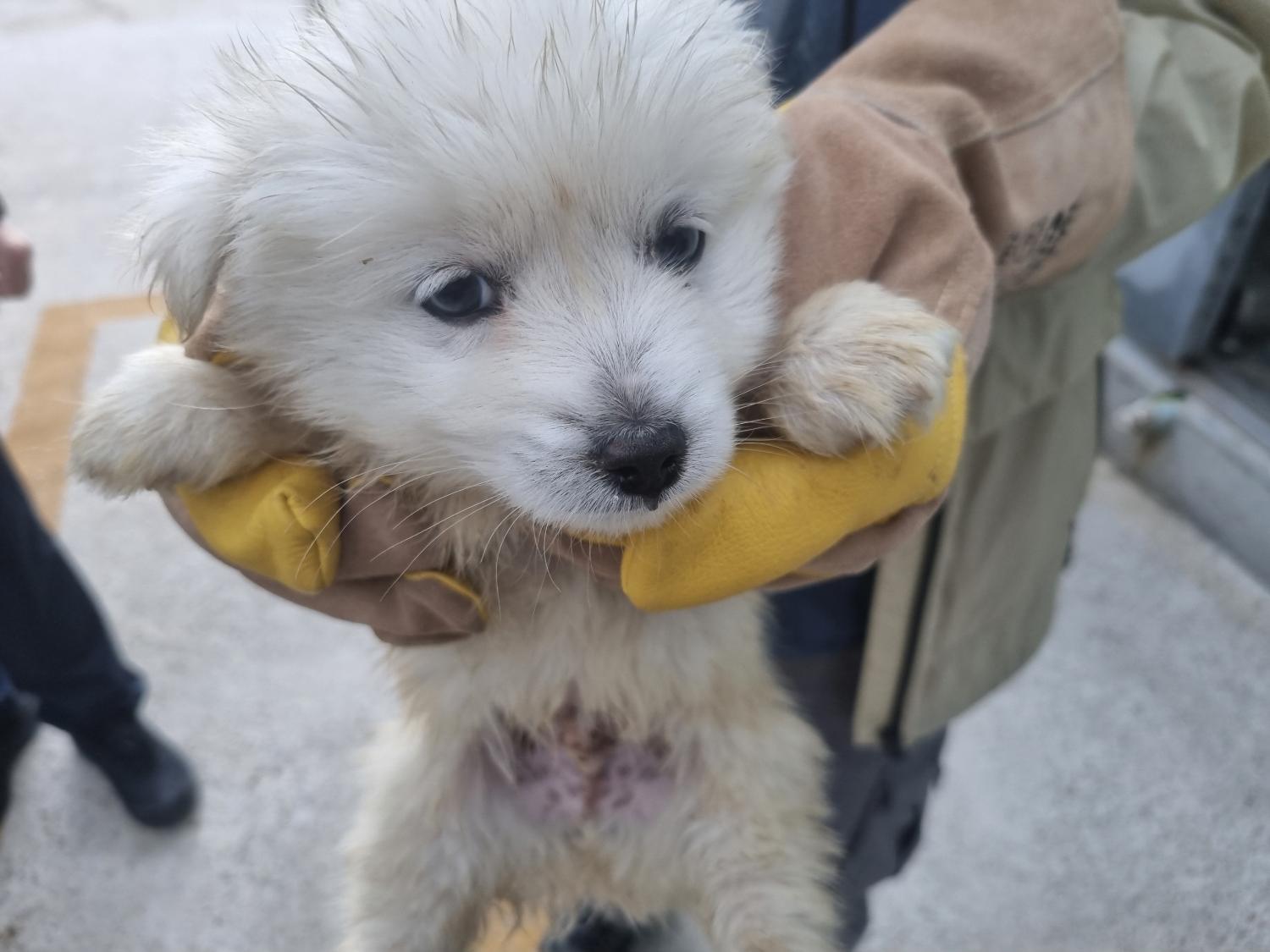 양산시 동물보호센터_448538202300131