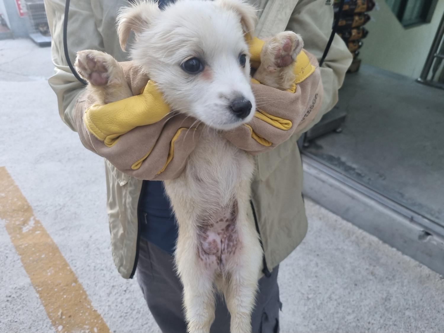 양산시 동물보호센터_448538202300133