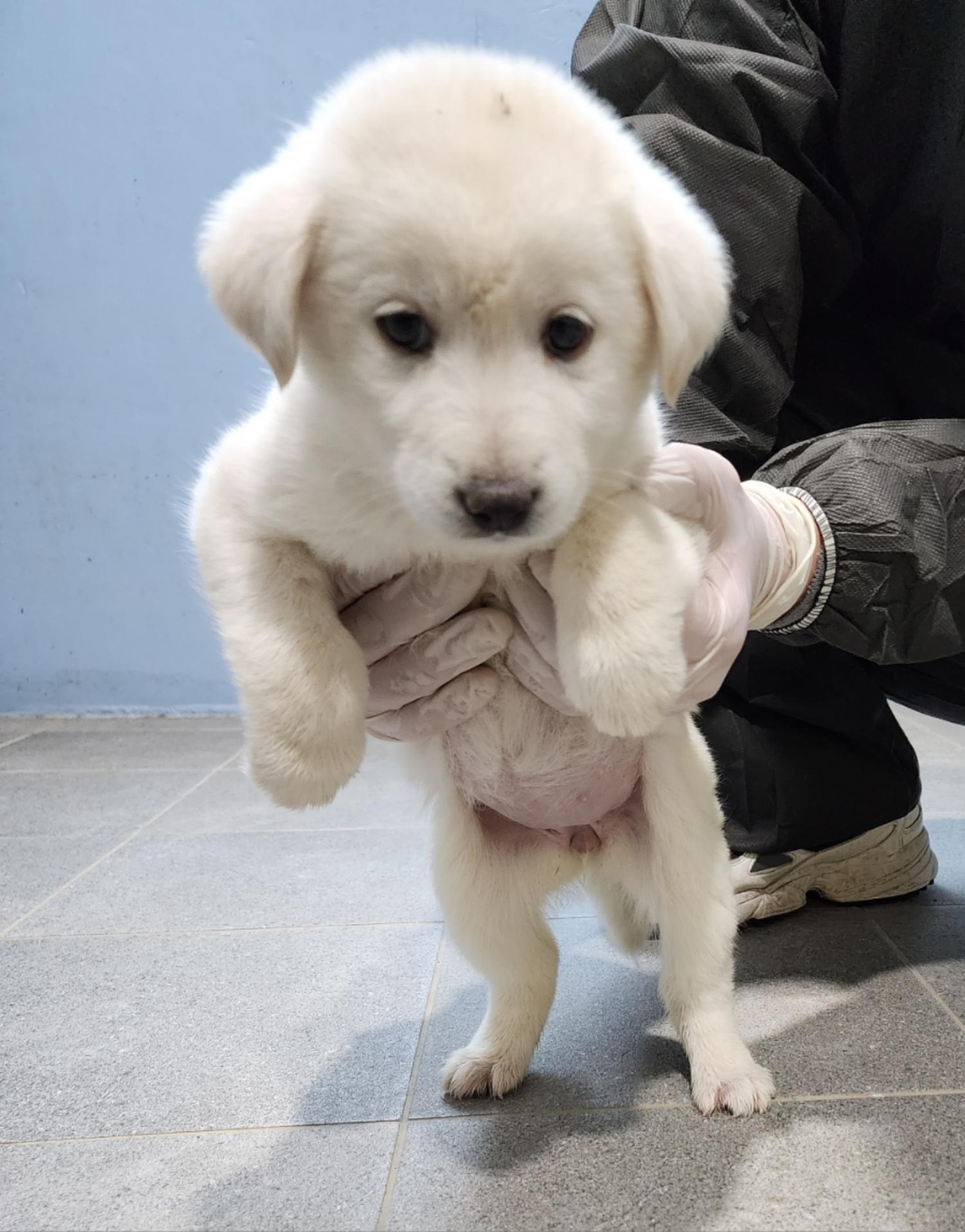 양평군유기동물보호소_441417202300118