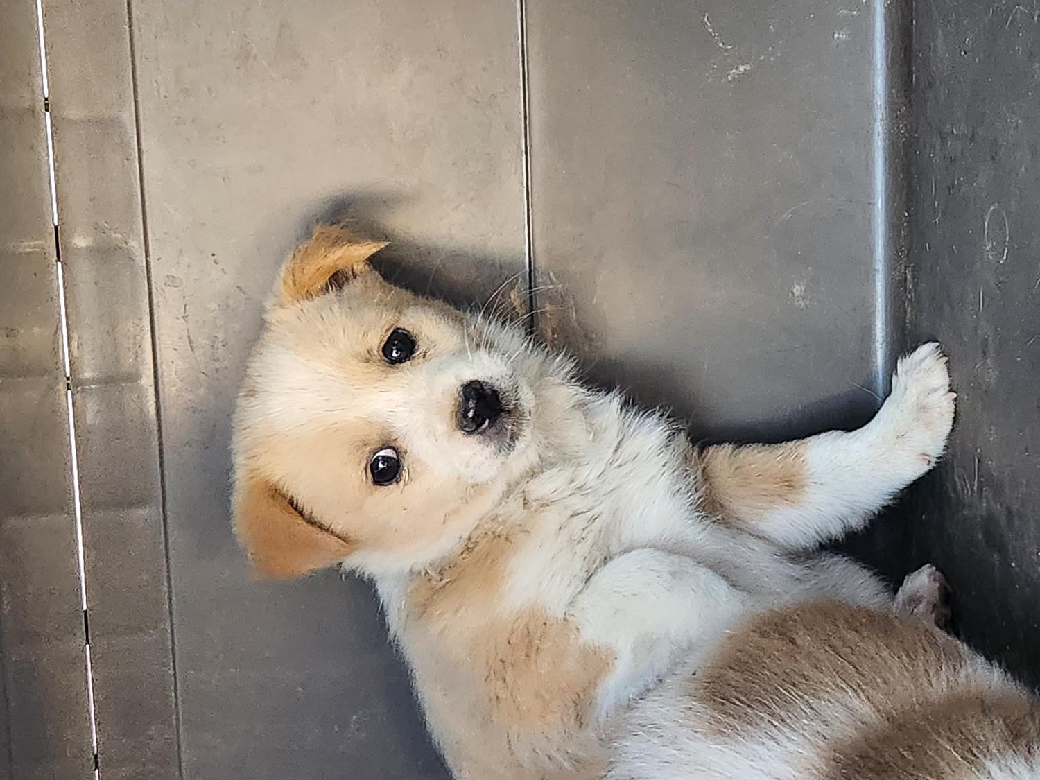 예산동물보호센터_444461202300171