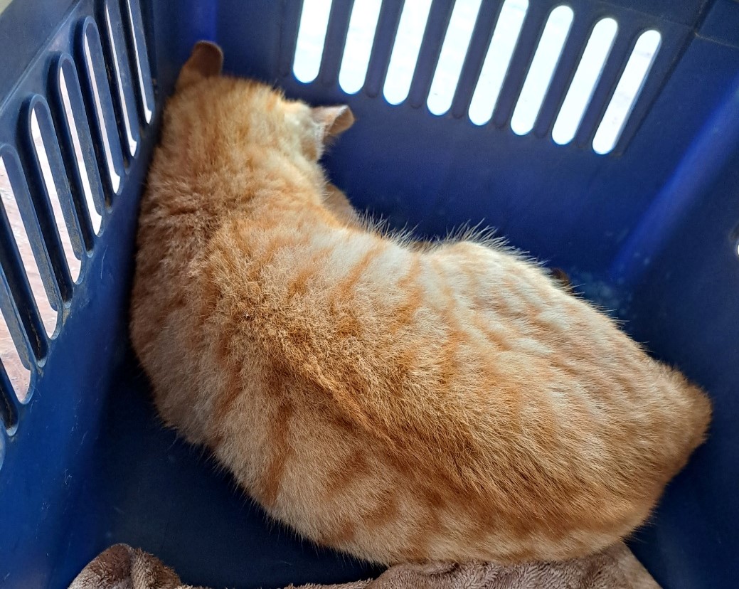 울산유기동물보호센터_431369202300112