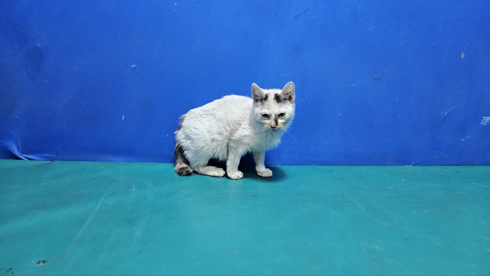 경산시유기동물보호소_447513202300175