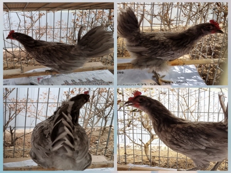 원주유기동물보호센터_442419202300142